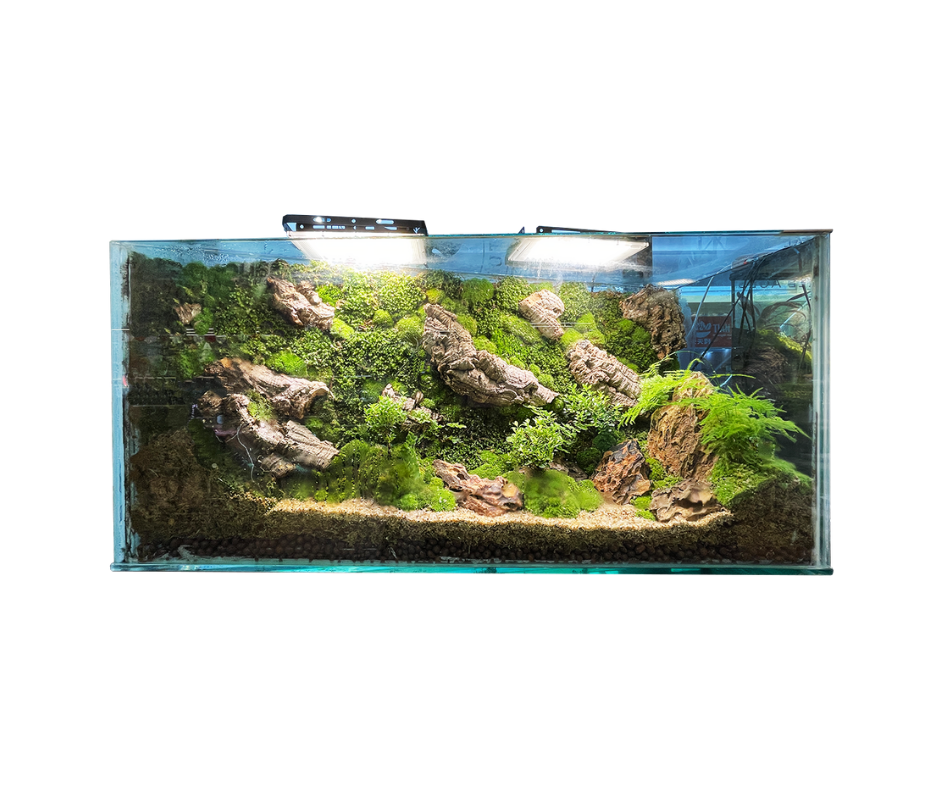 A jungle-themed Customized Terrarium