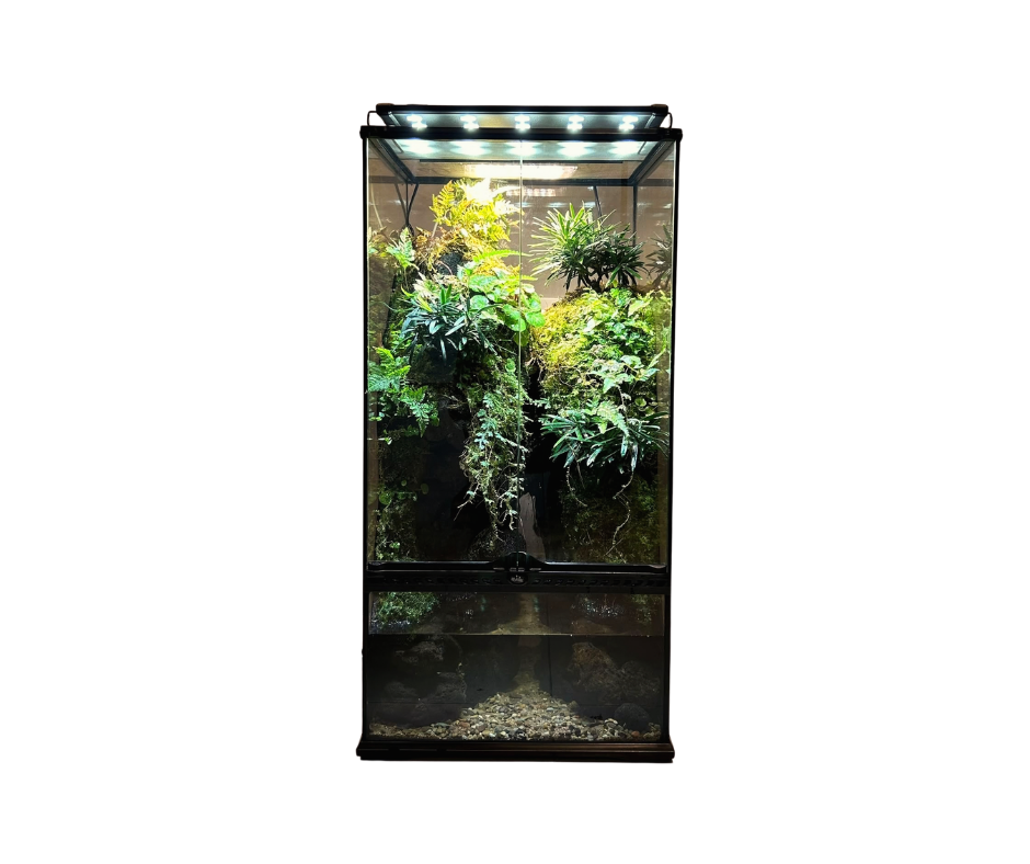 Customized Paludarium