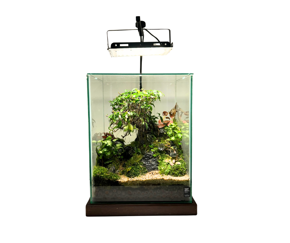 Customized Terrarium