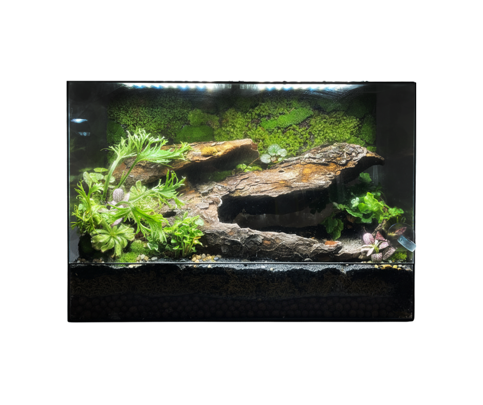 "Gua Dua Tingkat" Terrarium