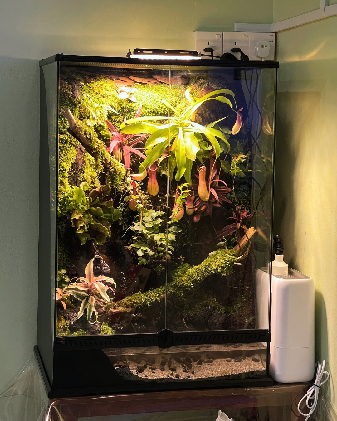 MY | Paludarium Installation