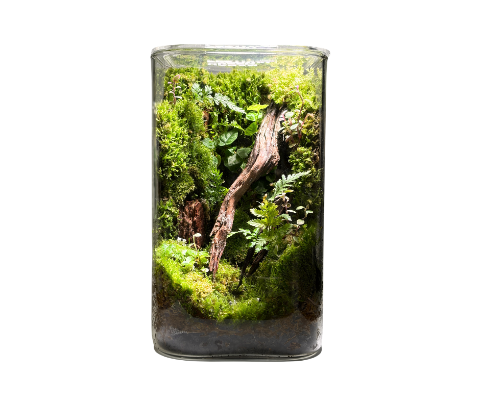 Nature Wilderness Terrarium by Naug Team