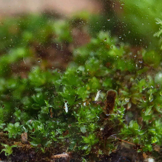 Are Springtails Safe for Pets? A Pet Owner’s Guide to Terrarium Ecosystems
