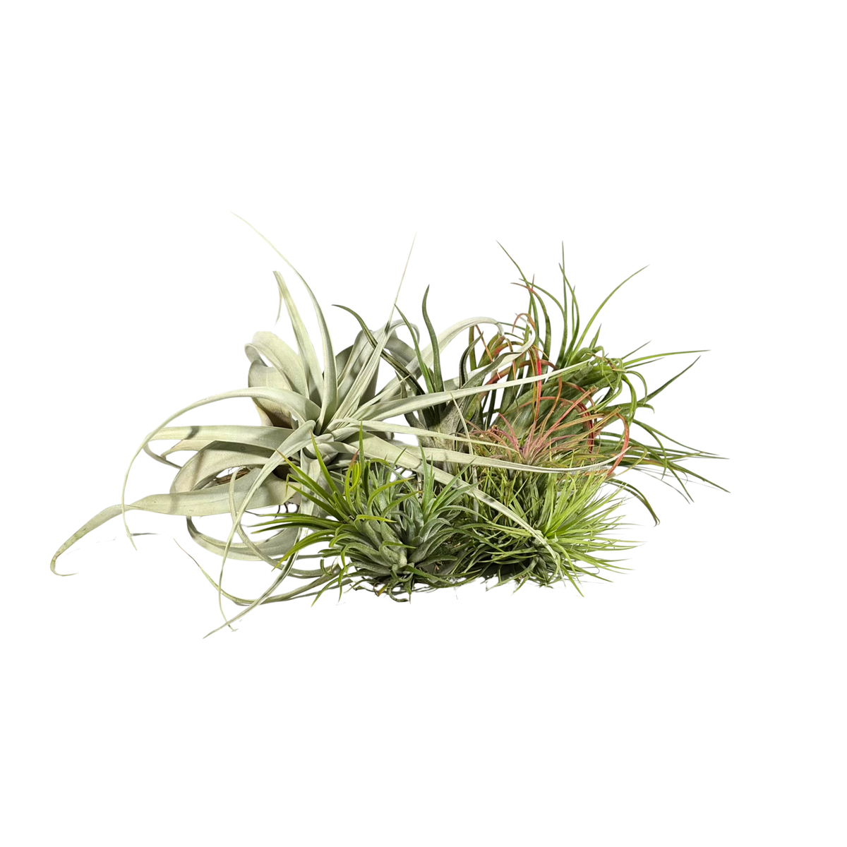 Airplants