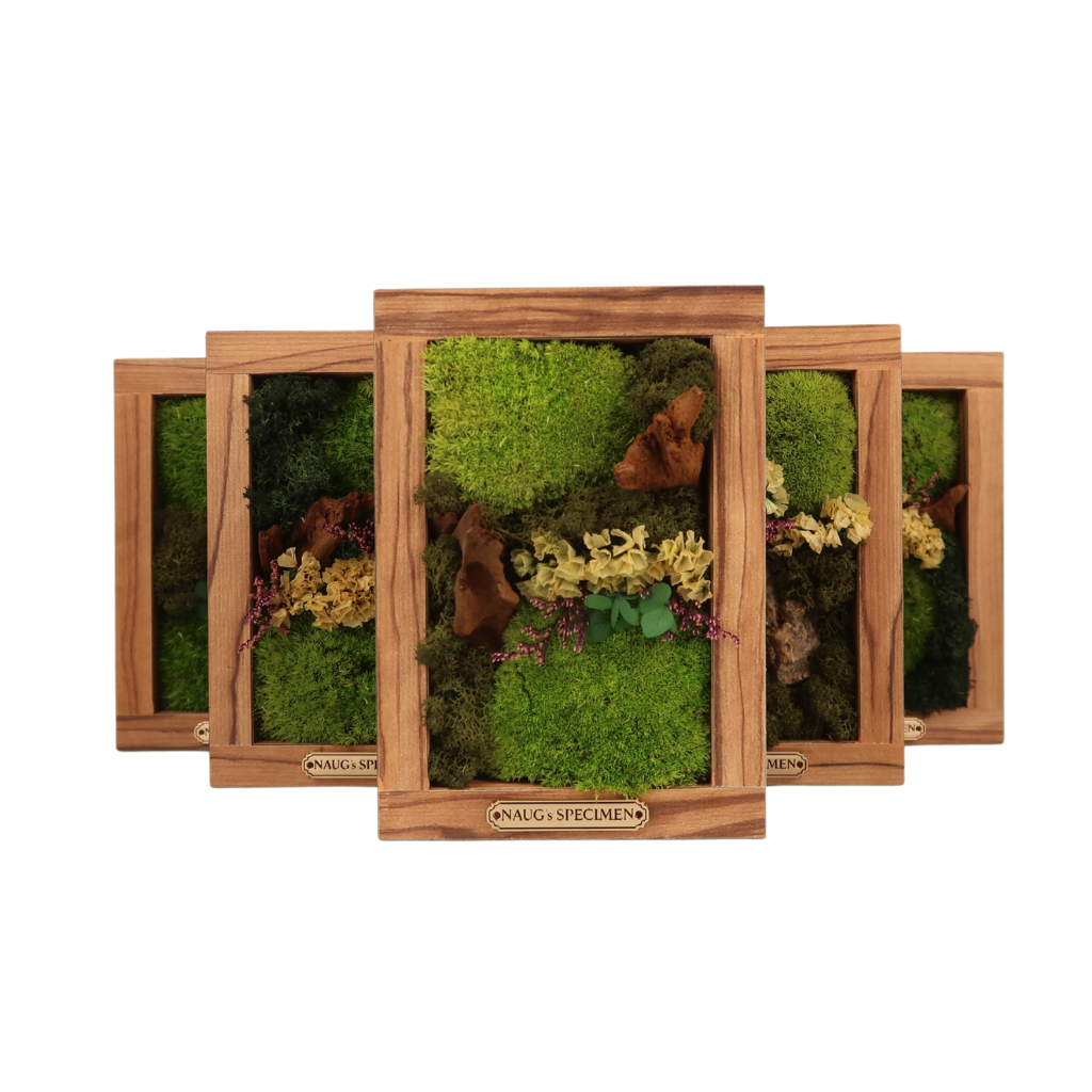 Preserved Moss