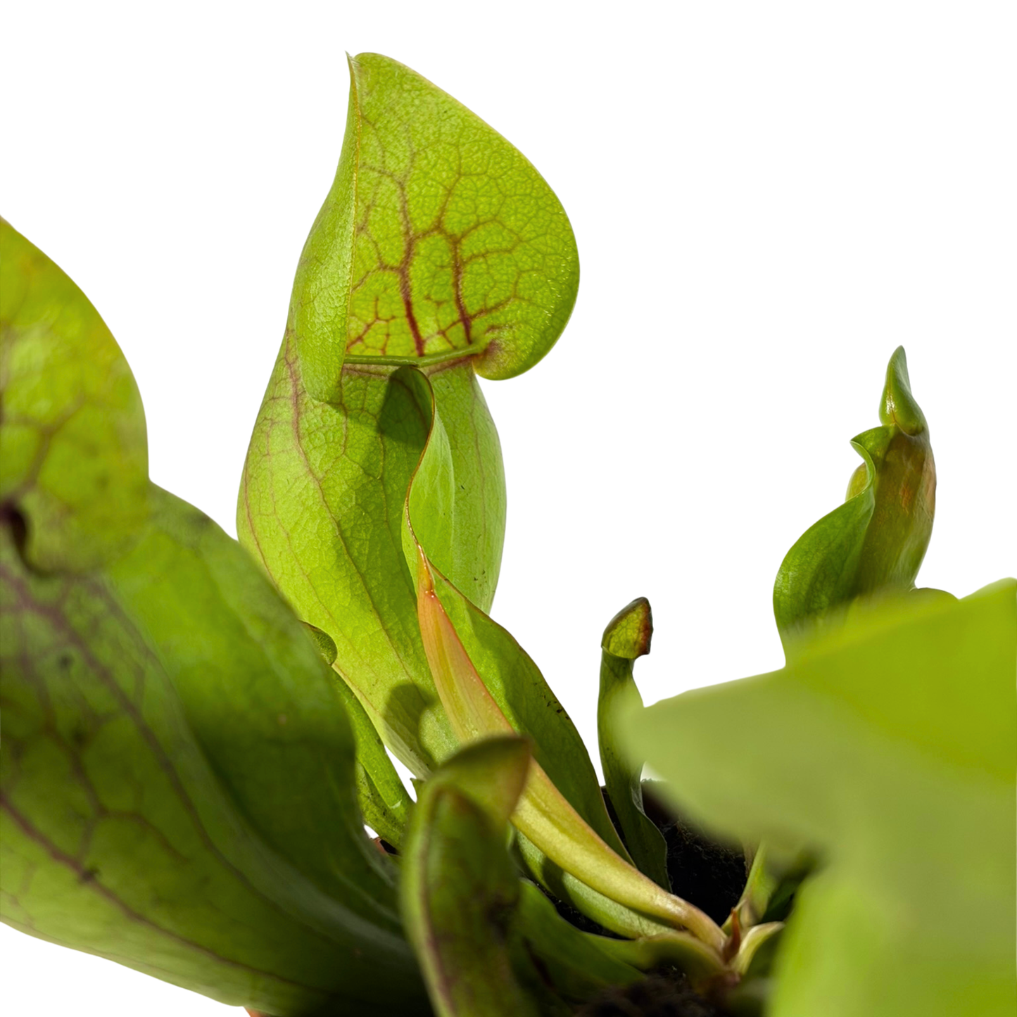Carnivorous Plant - Trumpet Pitchers (Short)