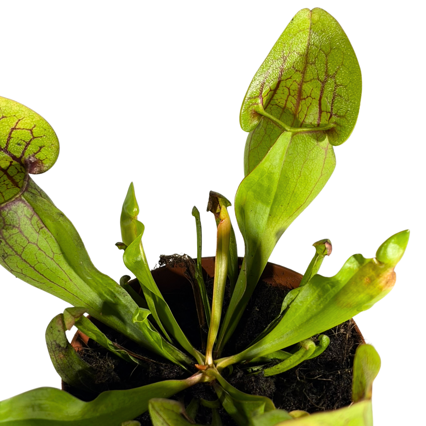Carnivorous Plant - Trumpet Pitchers (Short)