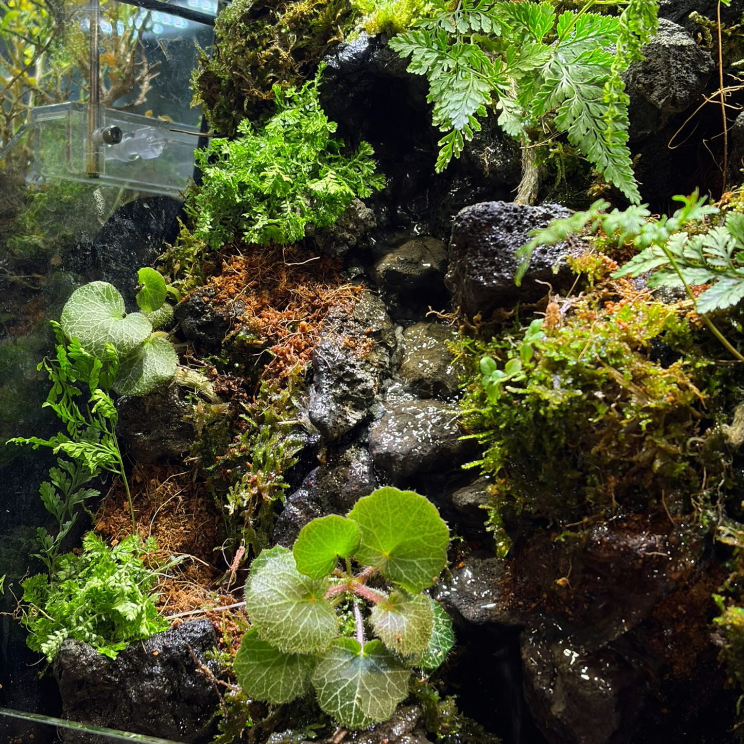 Standard Paludarium 30CM x 20CM x 30CM