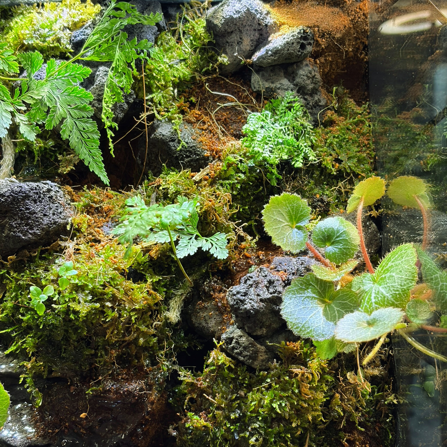 Standard Paludarium 30CM x 20CM x 30CM