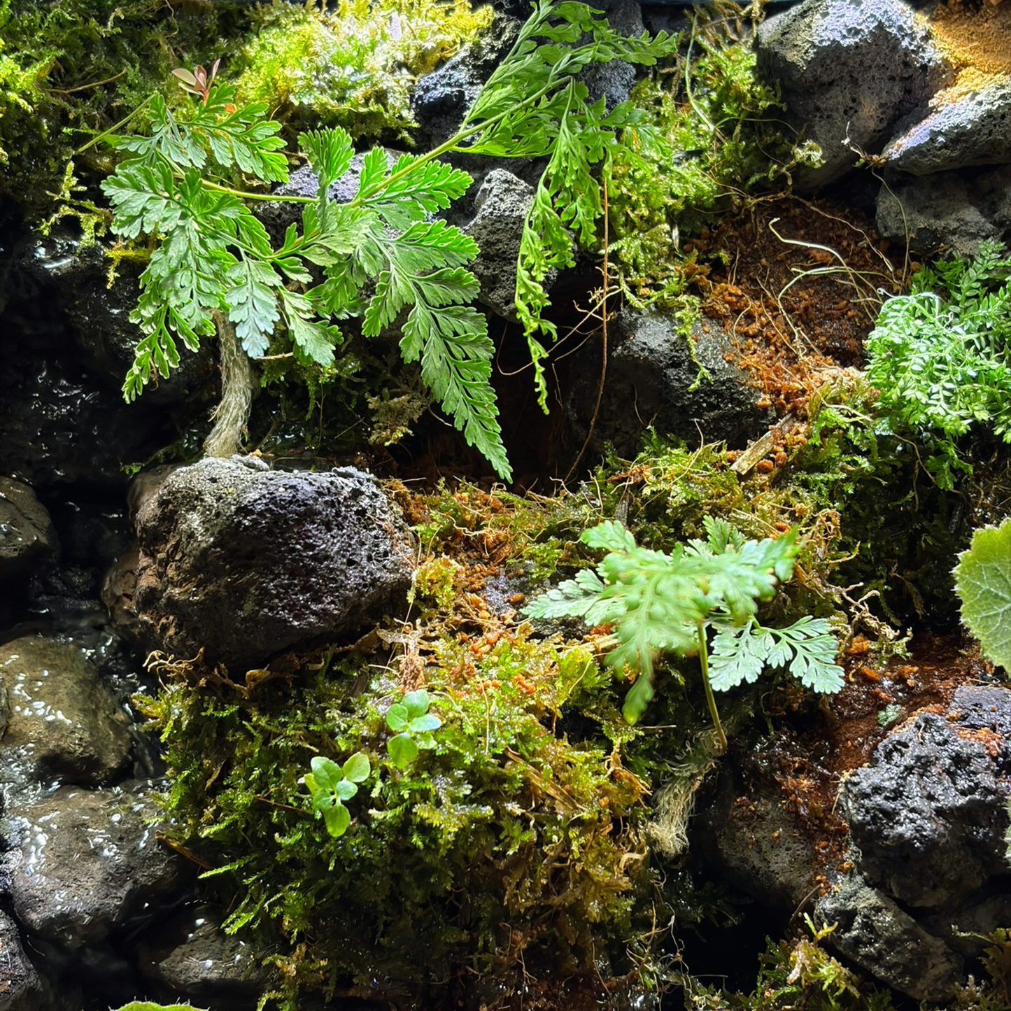 Standard Paludarium 30CM x 20CM x 30CM