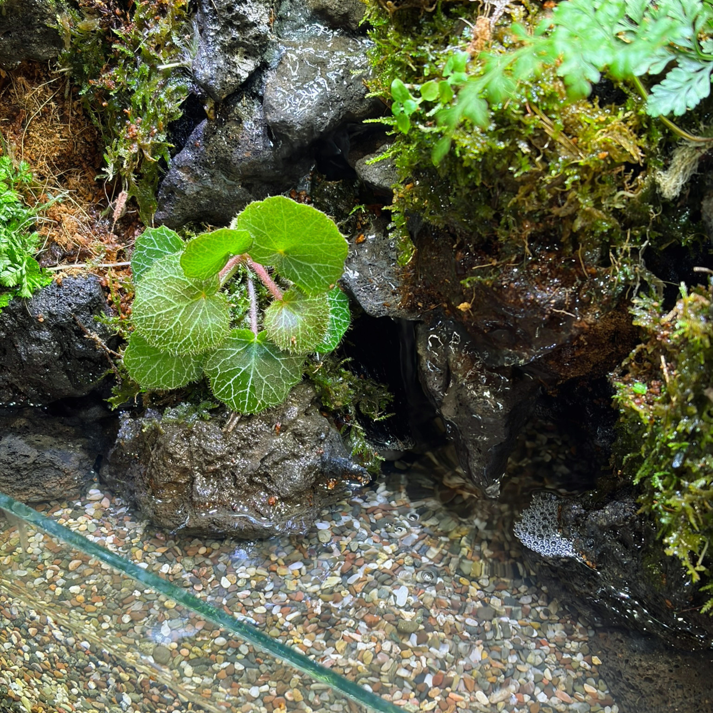 Standard Paludarium 30CM x 20CM x 30CM
