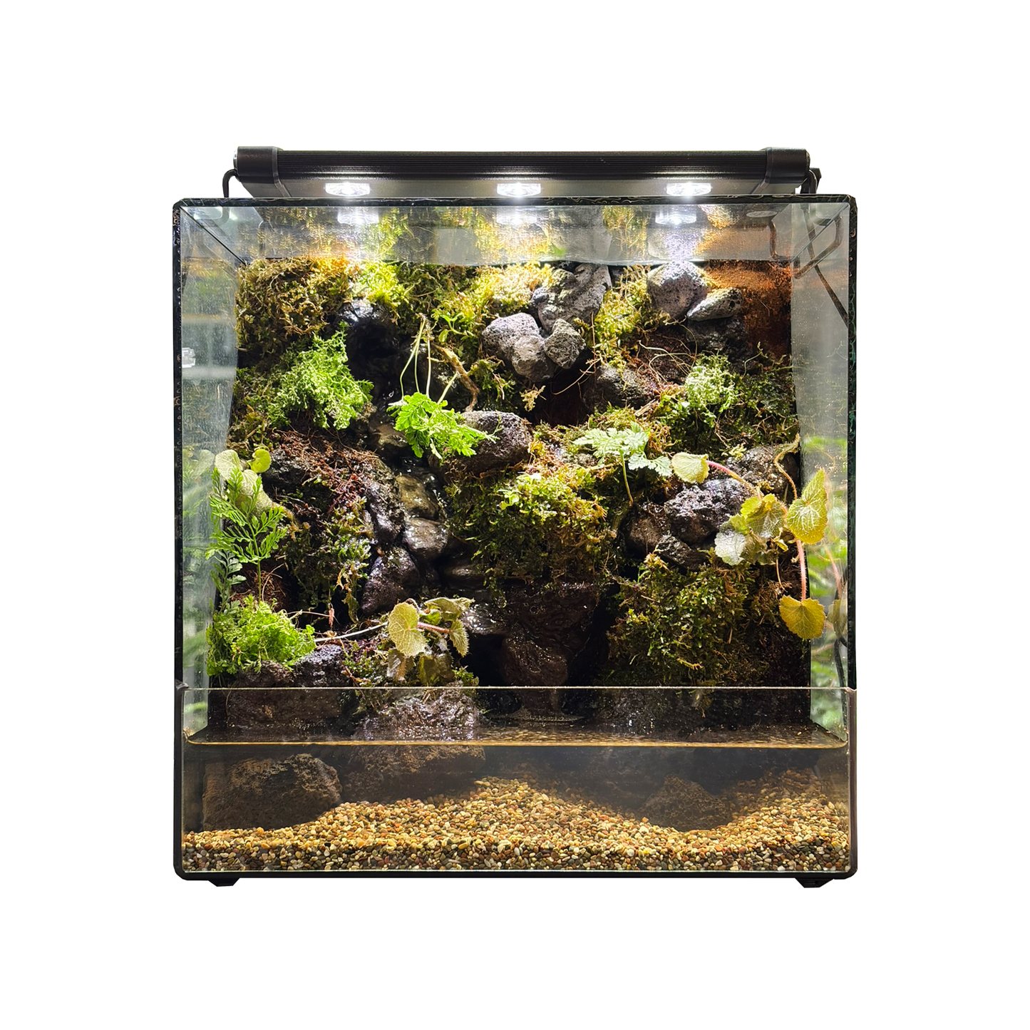 Standard Paludarium 30CM x 20CM x 30CM