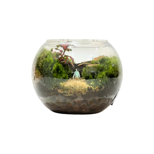 Creative Bowl Terrarium Series