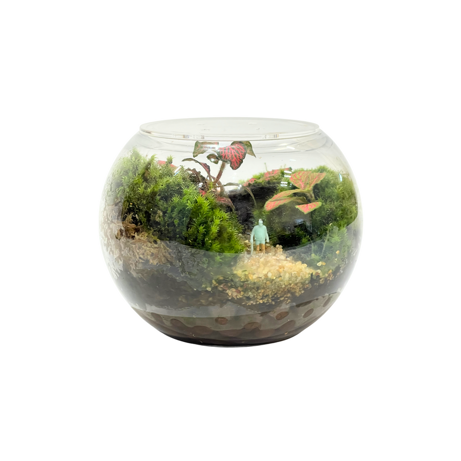Bowl Terrarium 12CM x 9.5CM