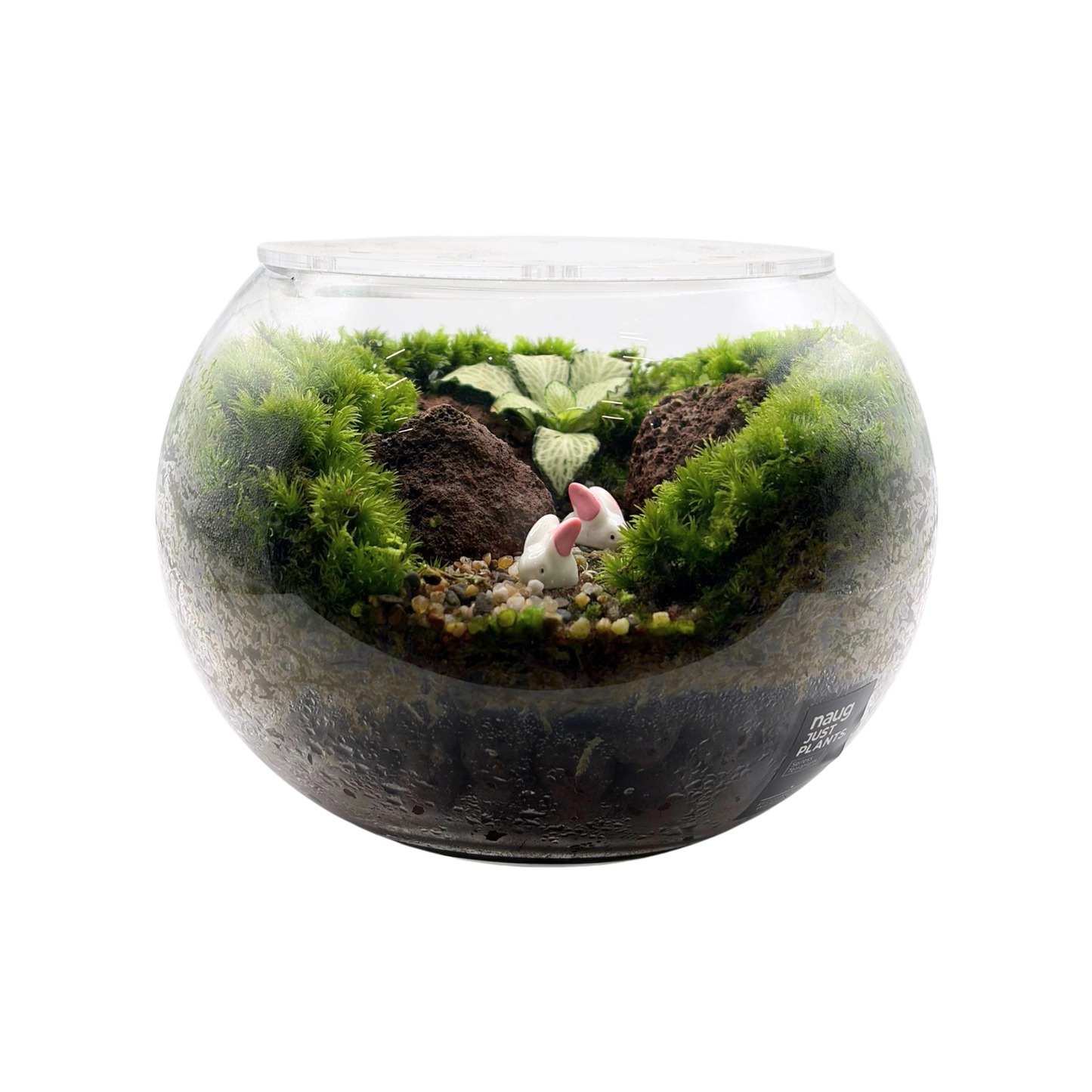 Bowl Terrarium 15CM x 11.5CM