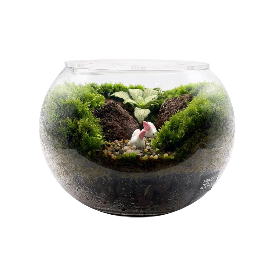 Bowl Terrarium 15CM x 11.5CM