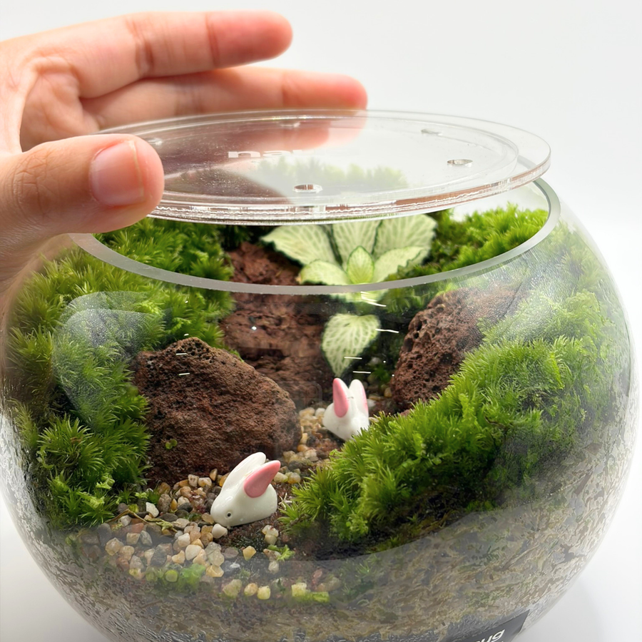 Bowl Terrarium 15CM x 11.5CM