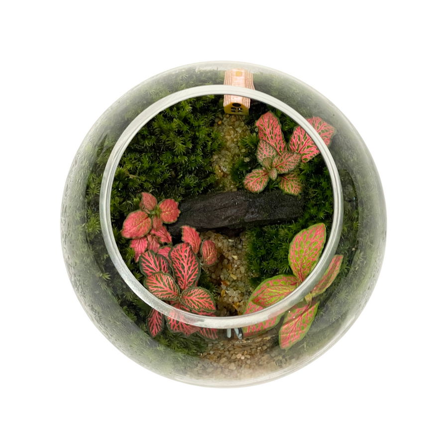 Bowl Terrarium 12CM x 9.5CM
