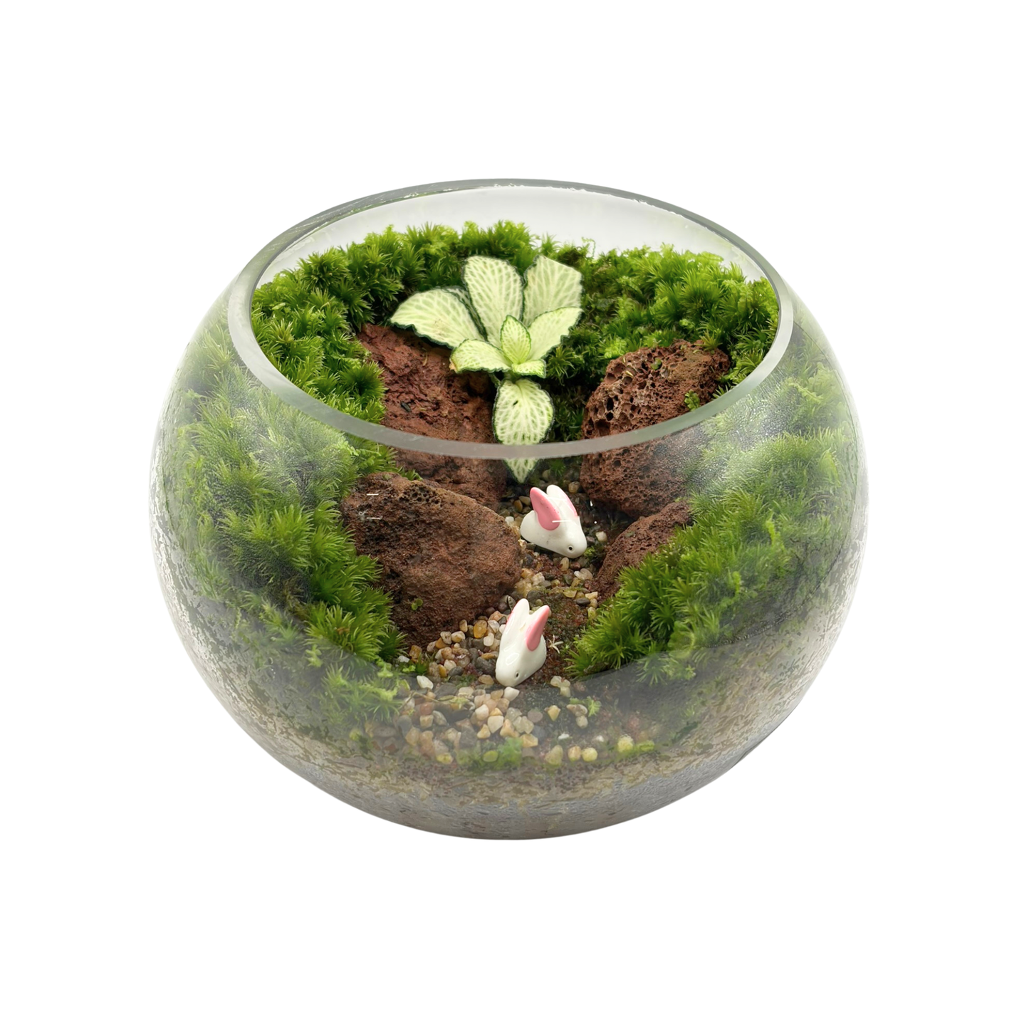 Bowl Terrarium 15CM x 11.5CM