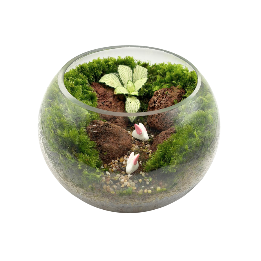 Bowl Terrarium 15CM x 11.5CM