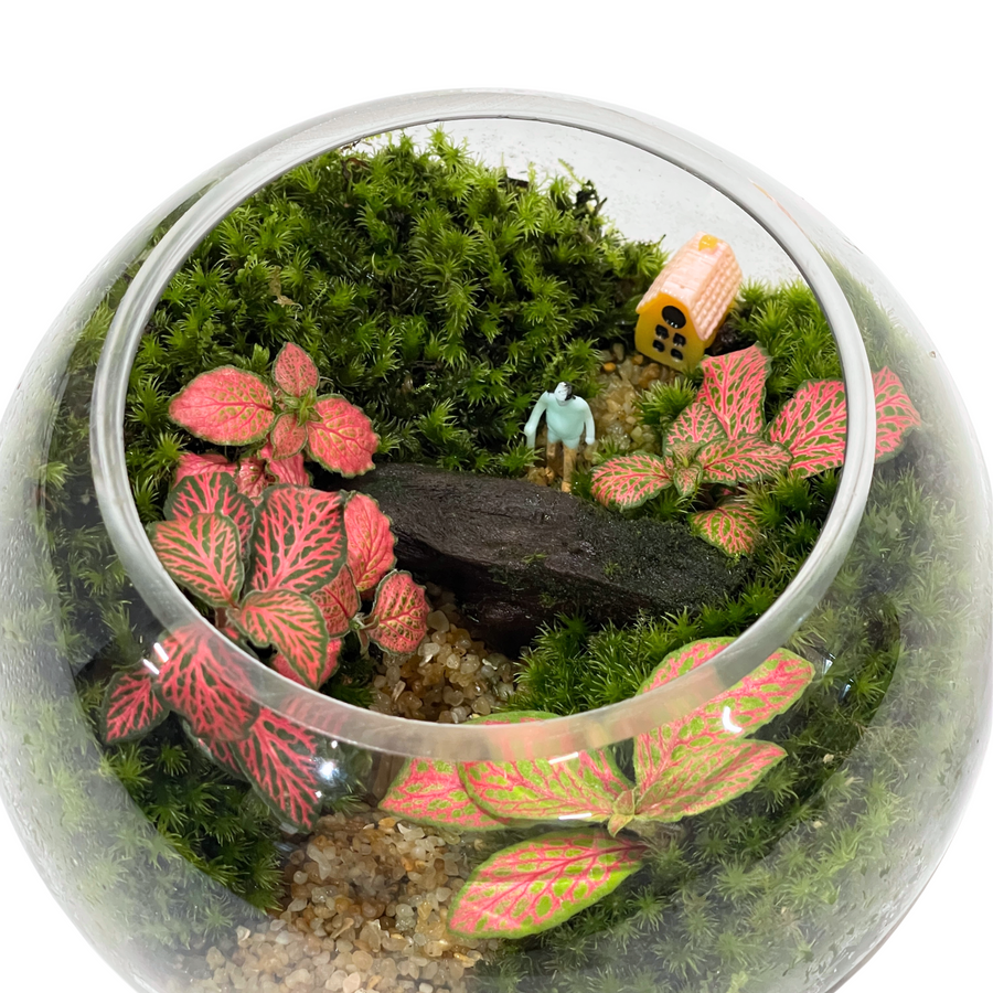 Bowl Terrarium 12CM x 9.5CM