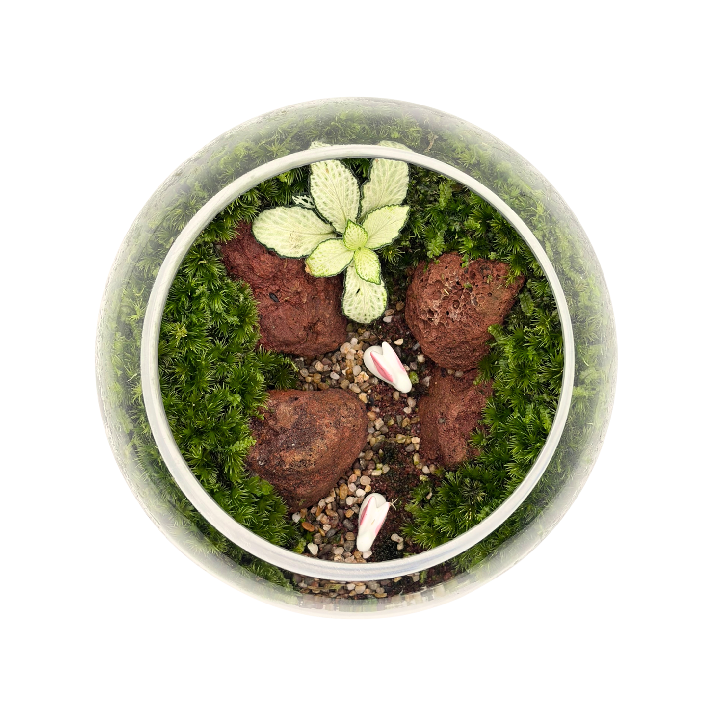 Bowl Terrarium 15CM x 11.5CM