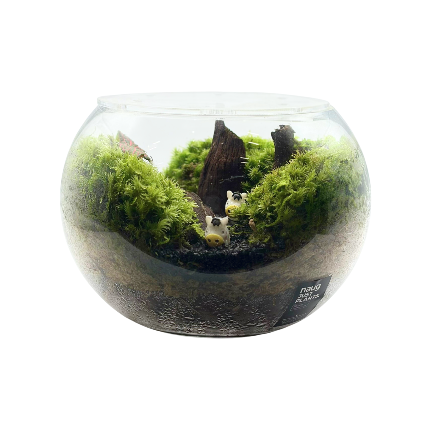 Bowl Terrarium 15CM x 11.5CM
