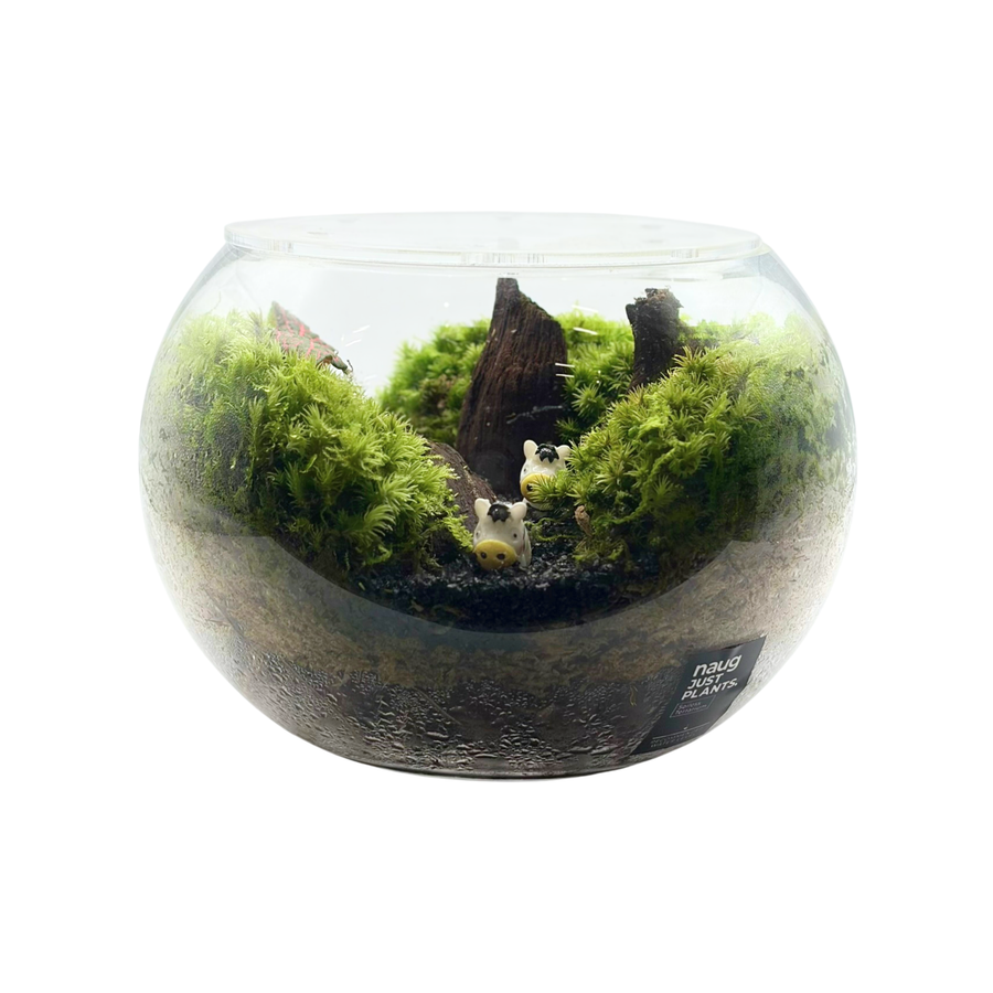 Bowl Terrarium 15CM x 11.5CM