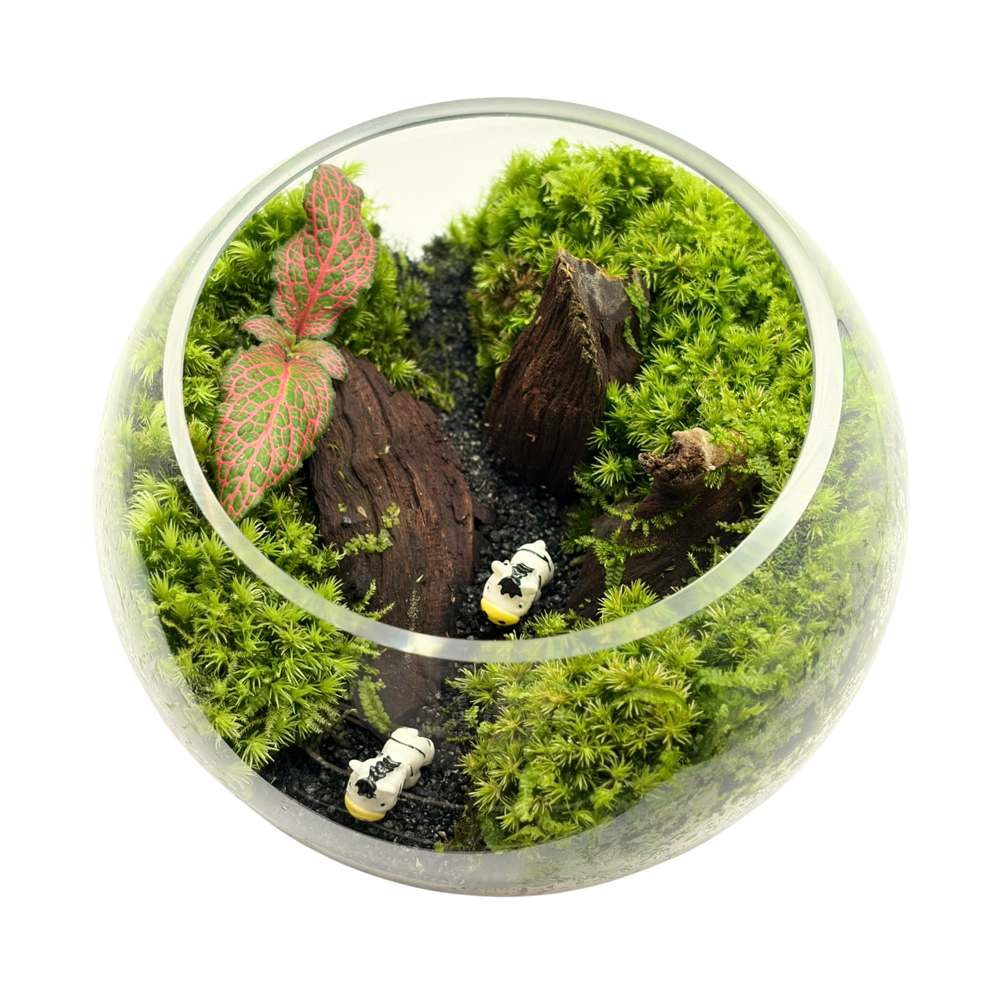 Bowl Terrarium 15CM x 11.5CM