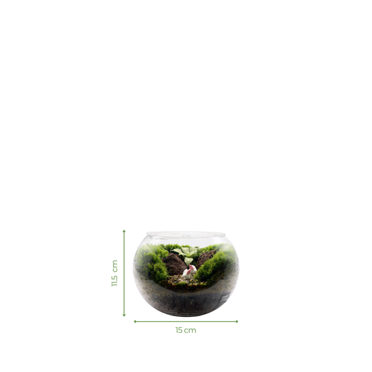 Bowl Terrarium 15CM x 11.5CM