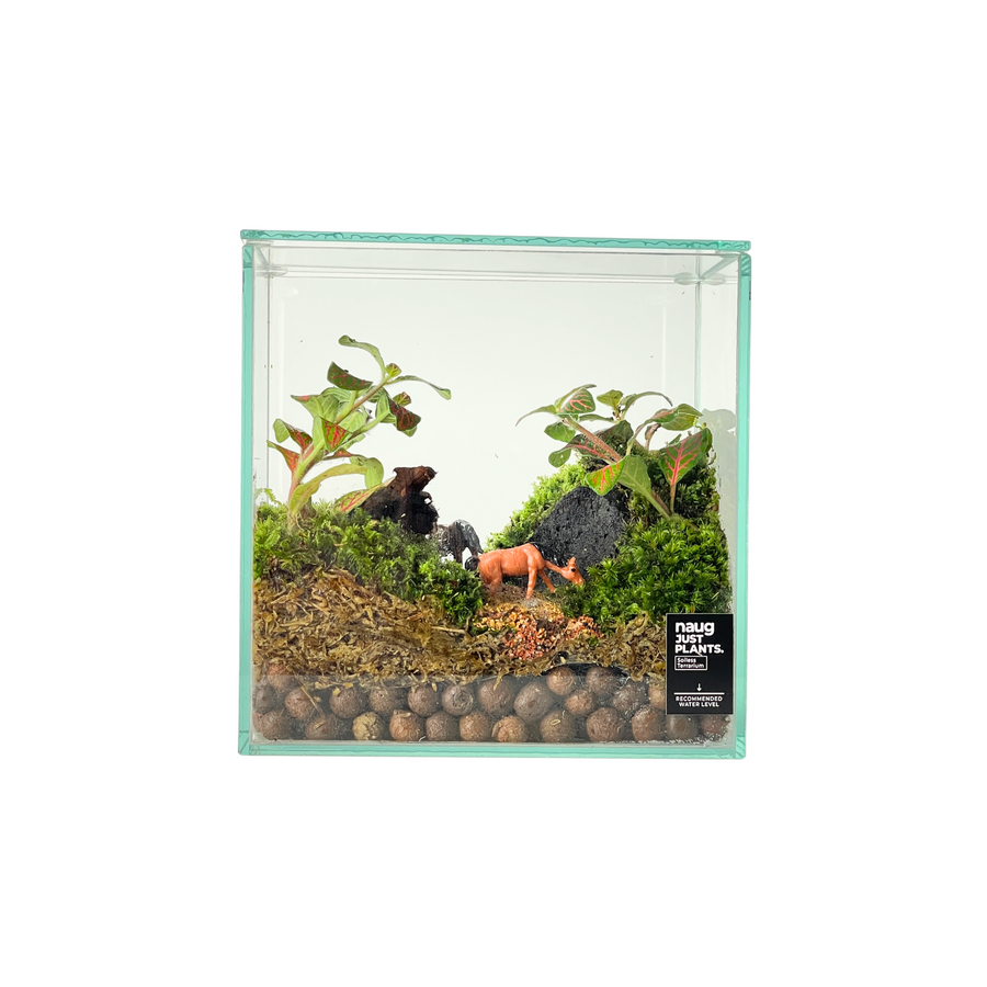 Box Terrarium 15CM x 15CM x 10CM