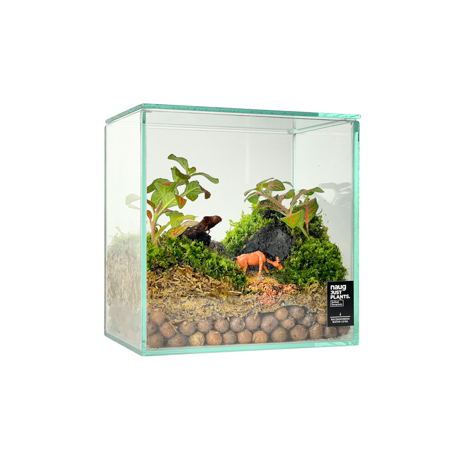 Box Terrarium 15CM x 15CM x 10CM