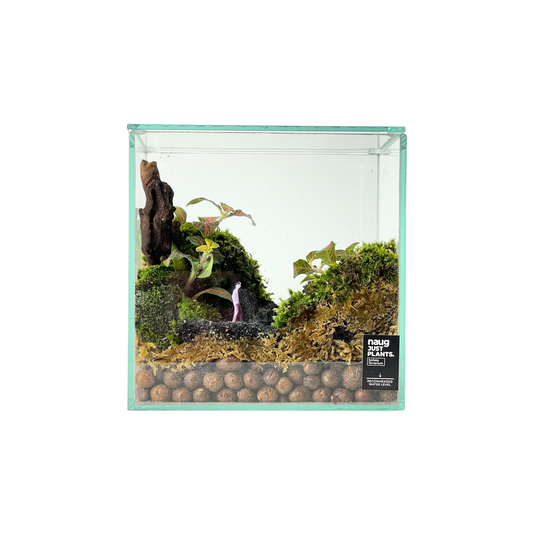 Creative Box Terrarium Series