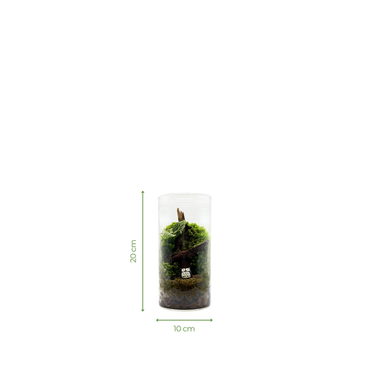 Cylinder Terrarium 10CM x 20CM