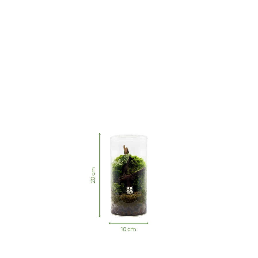 Cylinder Terrarium 10CM x 20CM