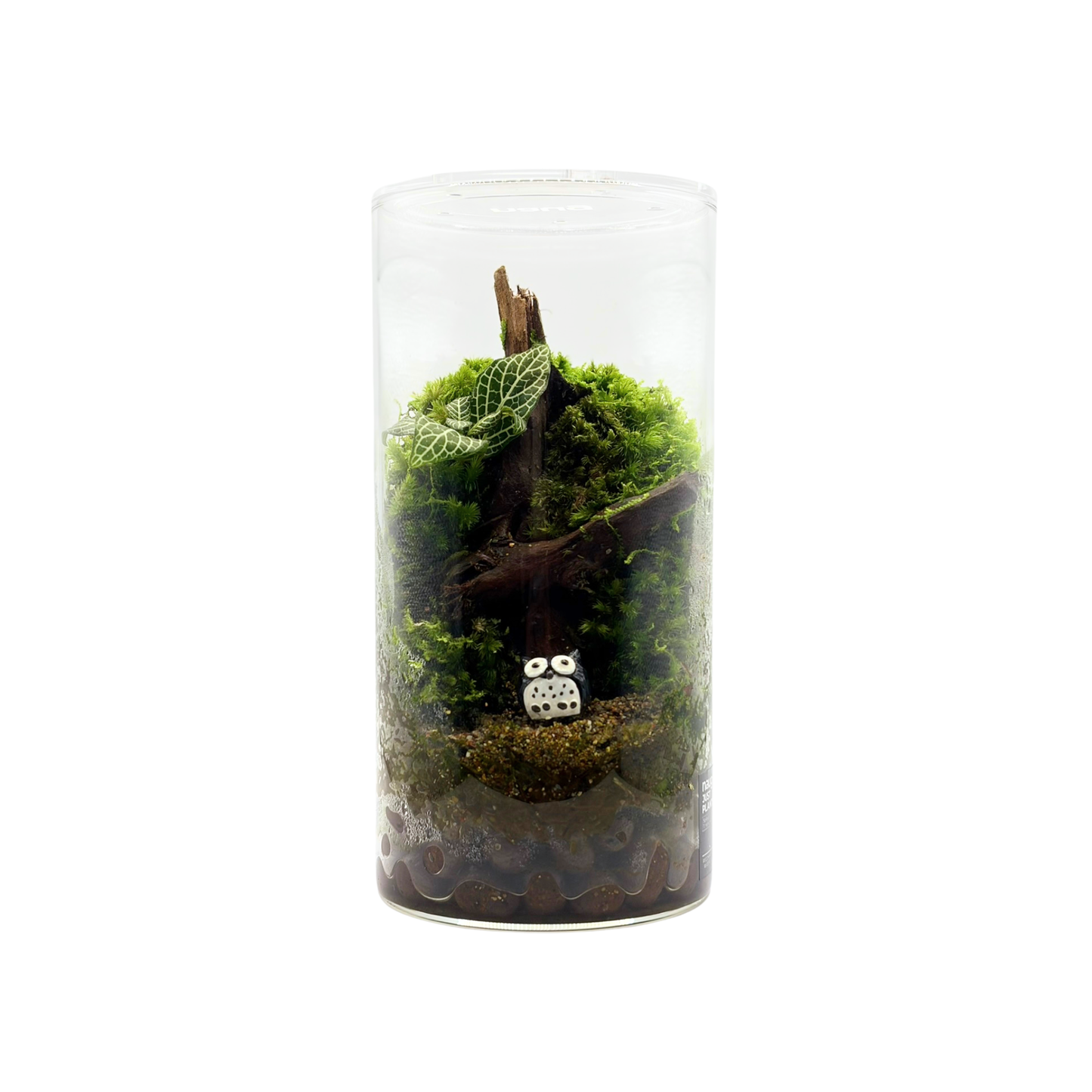 Cylinder Terrarium 10CM x 20CM