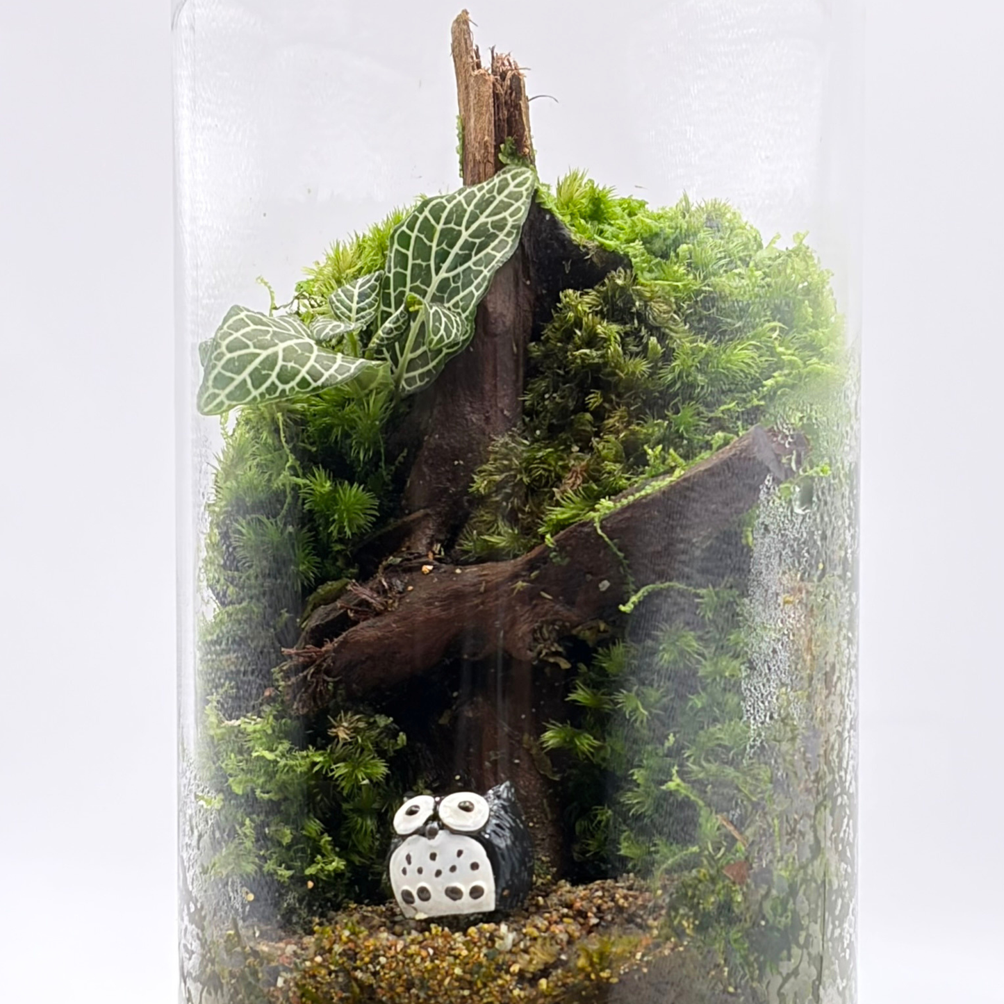 Cylinder Terrarium 10CM x 20CM