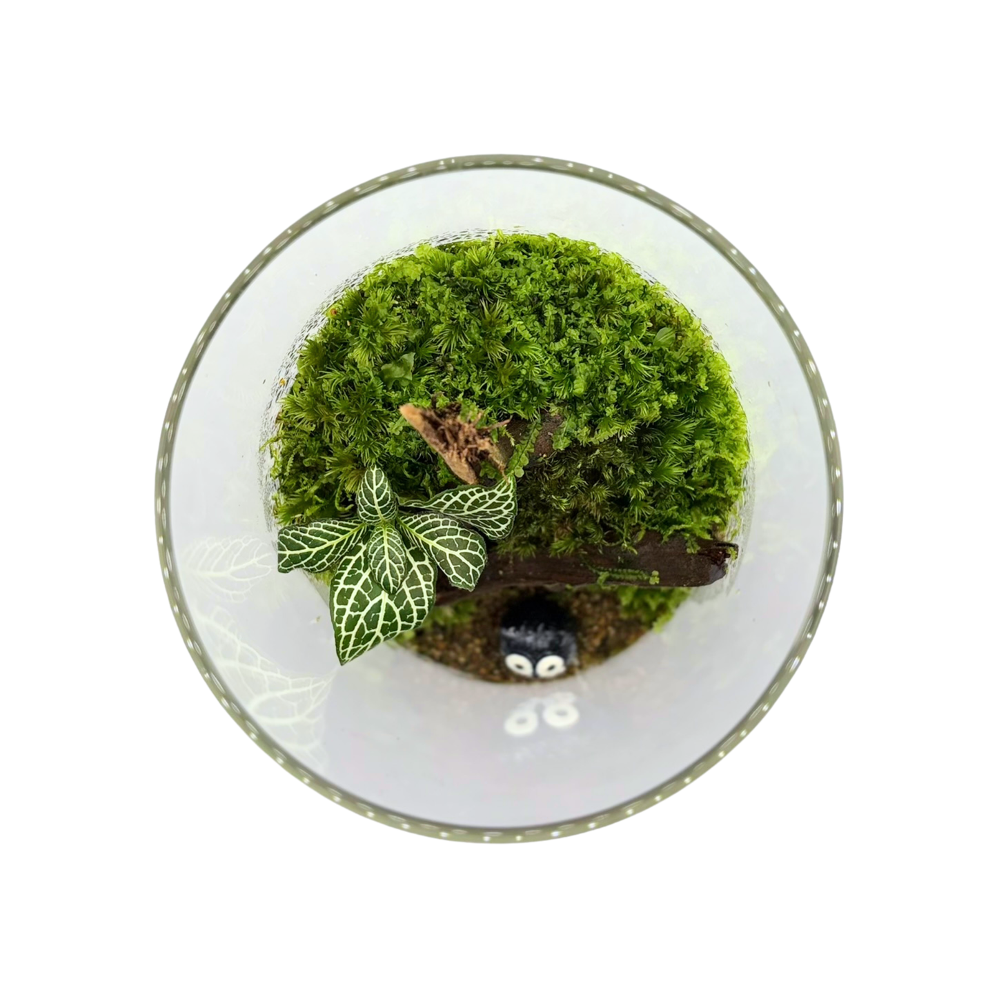 Cylinder Terrarium 10CM x 20CM
