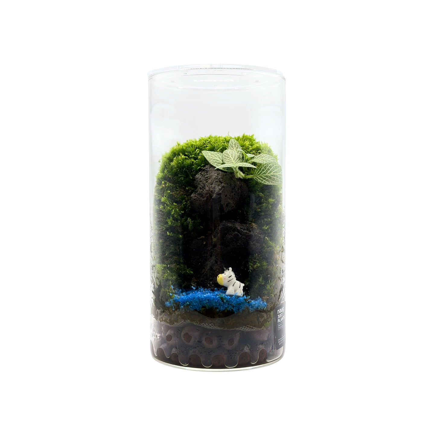 Cylinder Terrarium 10CM x 20CM