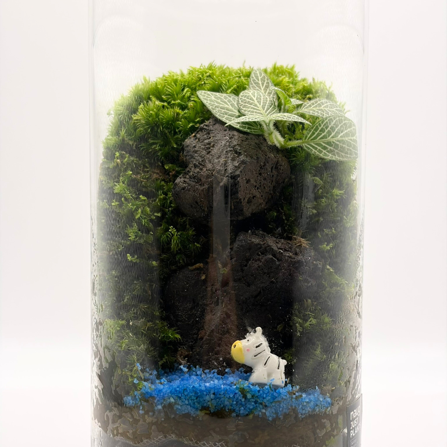 Cylinder Terrarium 10CM x 20CM