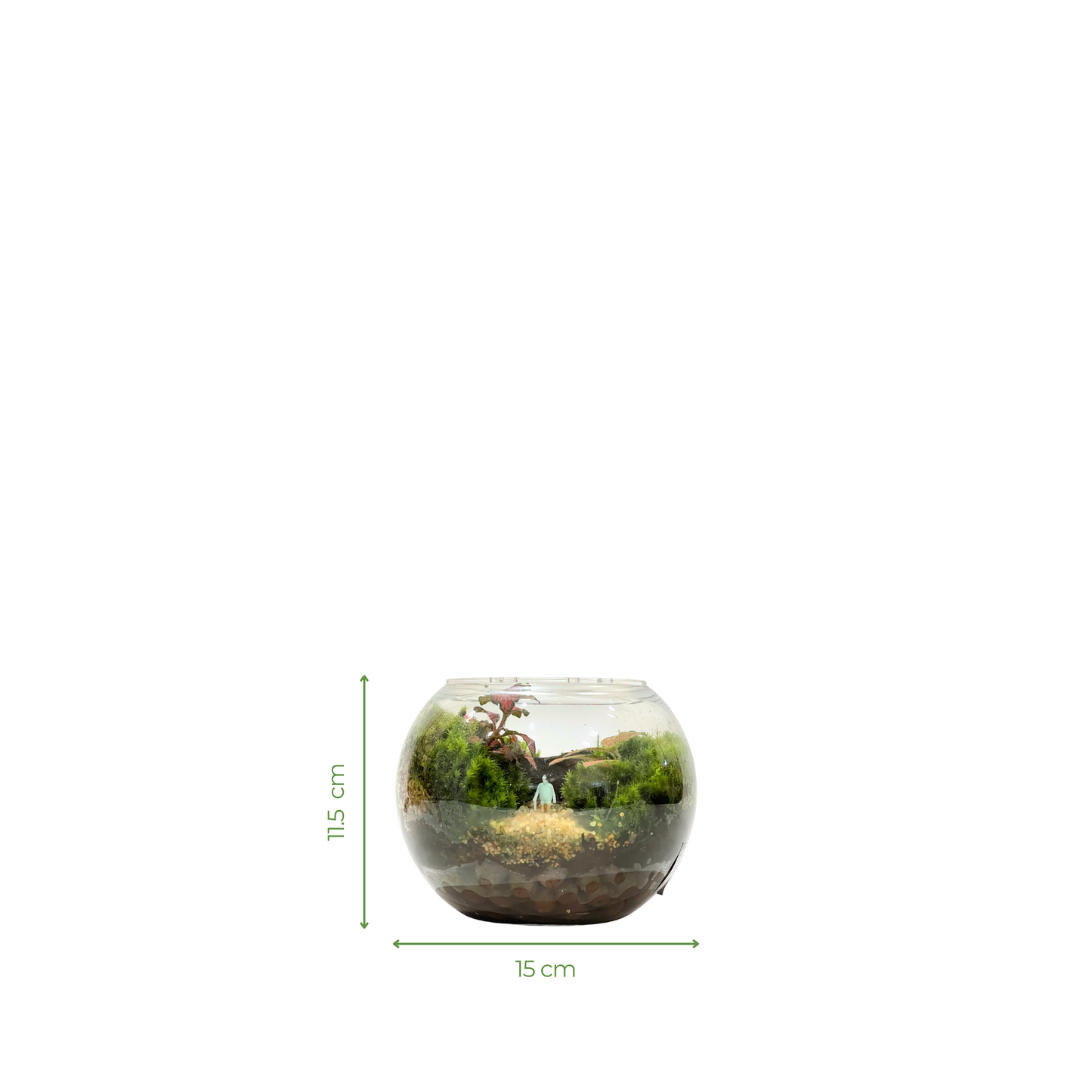 Standard Bowl Terrarium Series