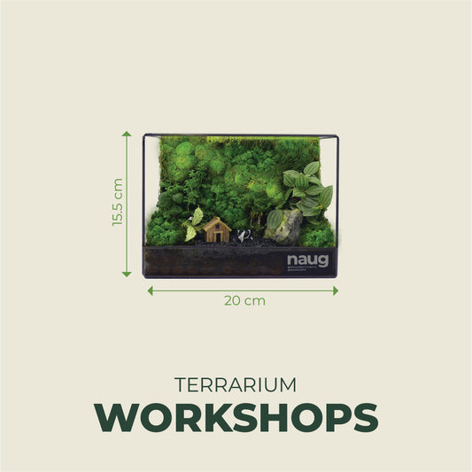 [1-2 Pax] Green Wall Terrarium  20cm x 10cm x 15.5cm