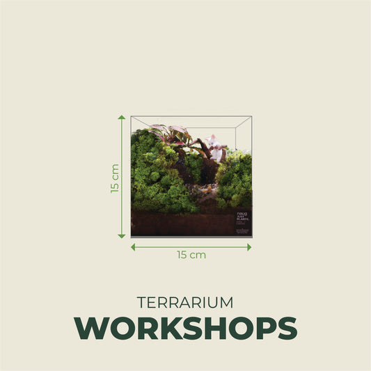 [1 pax] Standard Terrarium 15cm x 15cm x 10cm