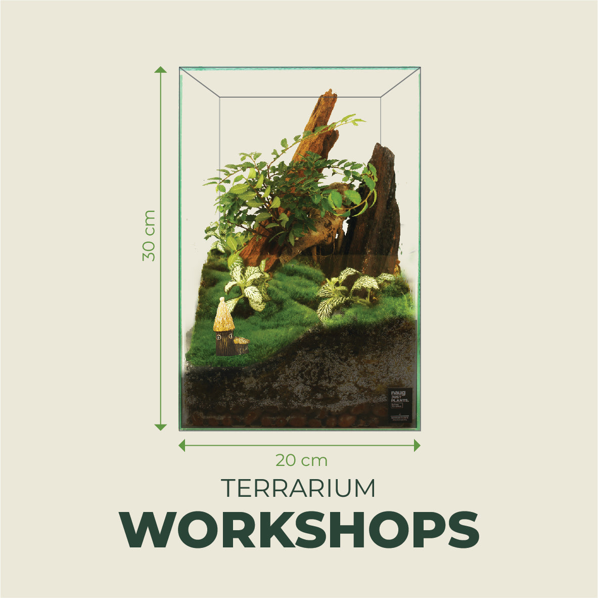[1-2 Pax] Bonsai Terrarium  20cm x 20cm x 30cm