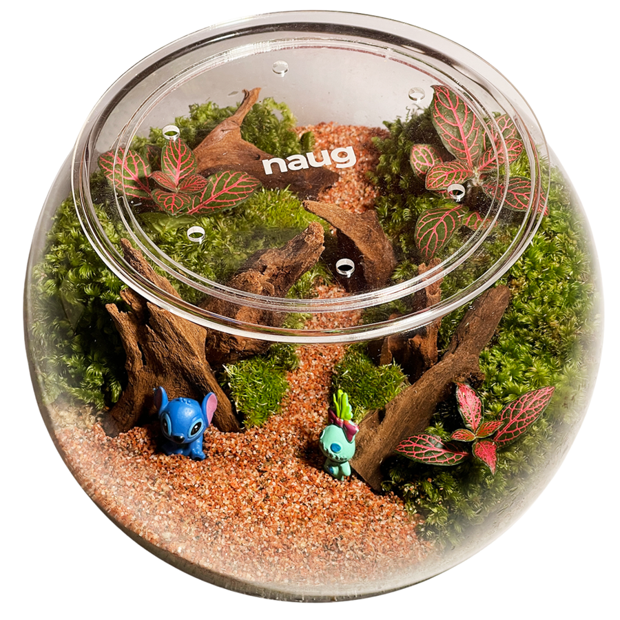 Bowl Terrarium 20CM x 15CM