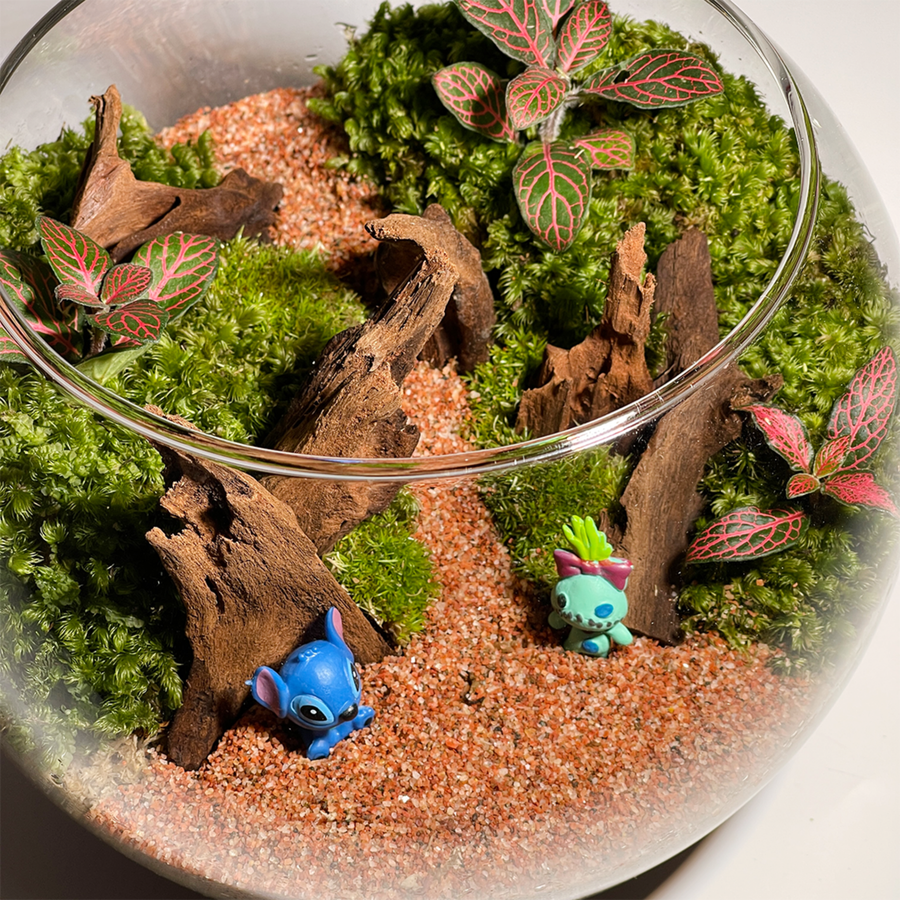Bowl Terrarium 20CM x 15CM