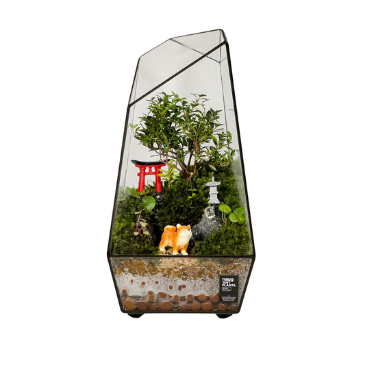 Geometric Terrarium Series