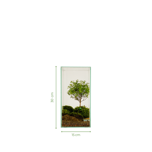 Bonsai Terrarium 15CM x 15CM x 30CM