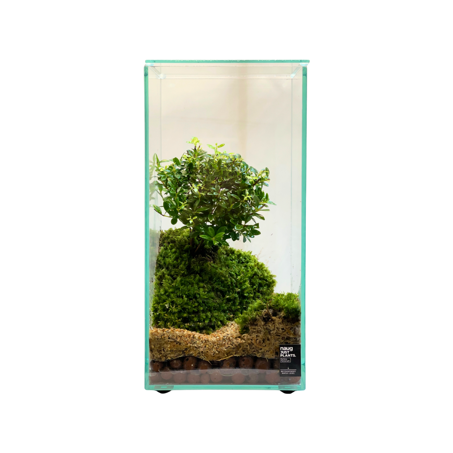 Bonsai Terrarium 15CM x 15CM x 30CM