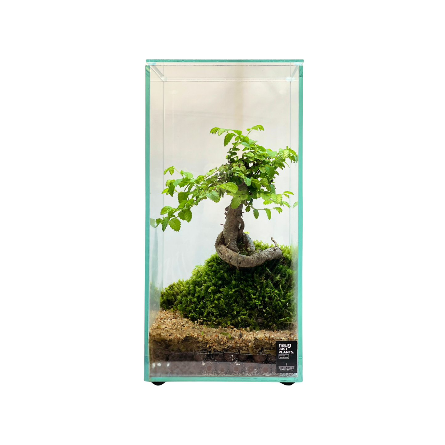 Bonsai Terrarium 15CM x 15CM x 30CM